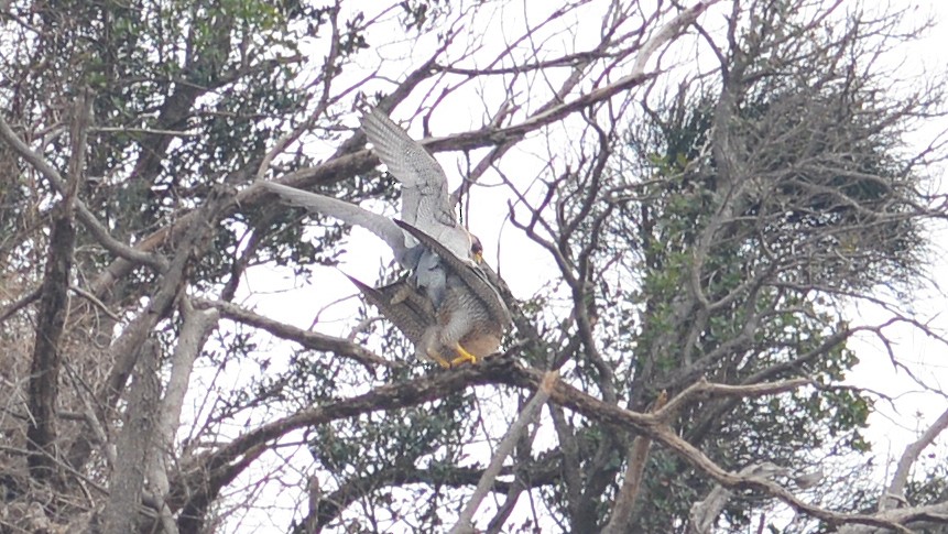 Peregrine Falcon - Alper Tüydeş