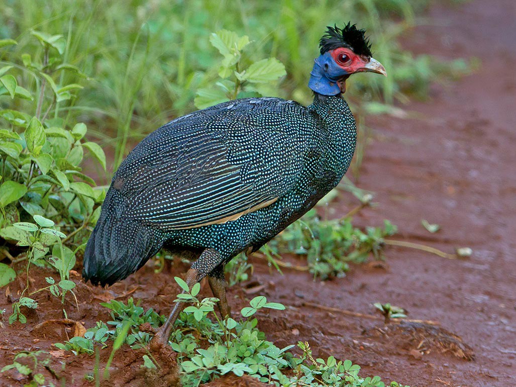 Eastern Crested Guineafowl - Maurizio Ravasini