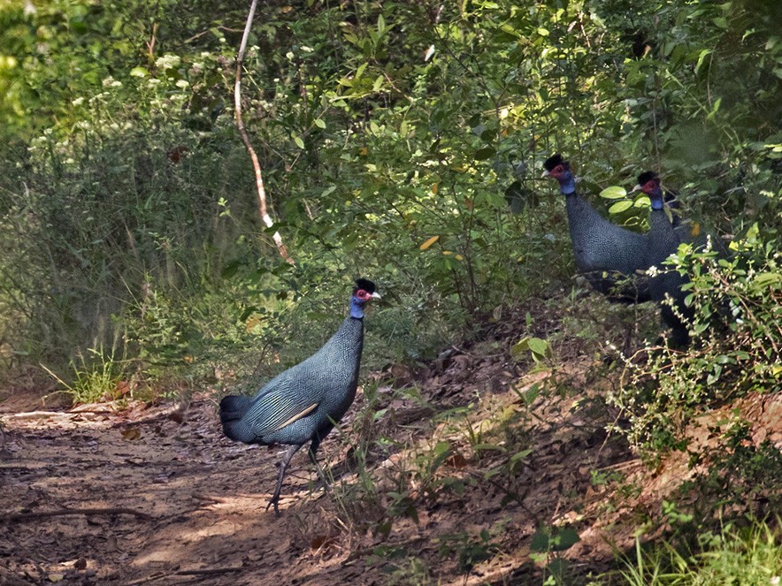 Eastern Crested Guineafowl - Lars Petersson | My World of Bird Photography