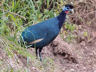  - Western Crested Guineafowl