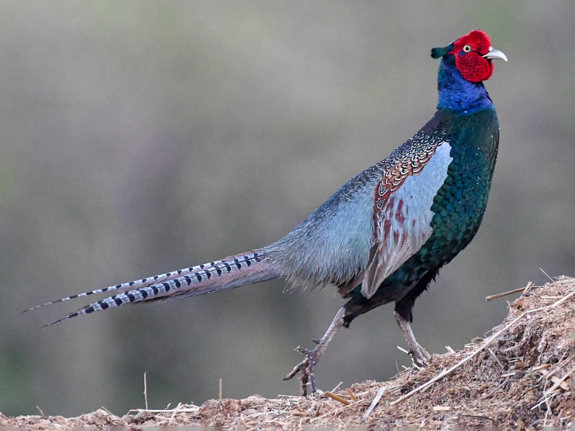 Green Pheasant - eBird