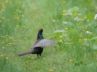 Green Pheasant - eBird