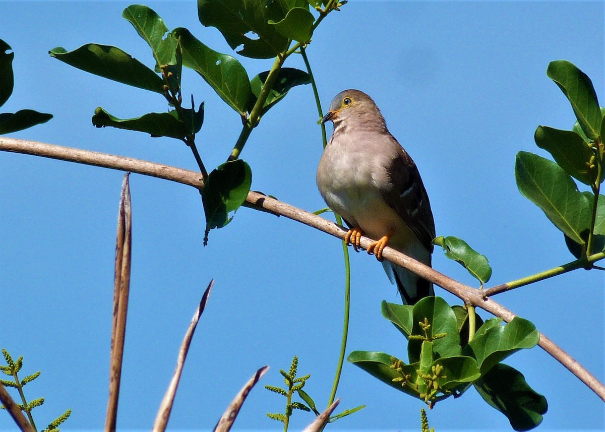Long-tailed Ground Dove - ML476207241