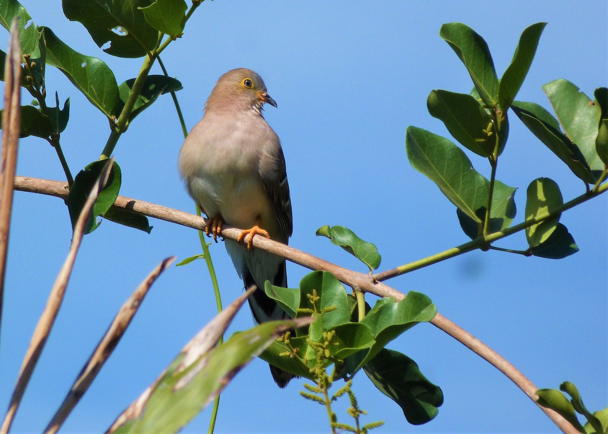 Long-tailed Ground Dove - ML476207261