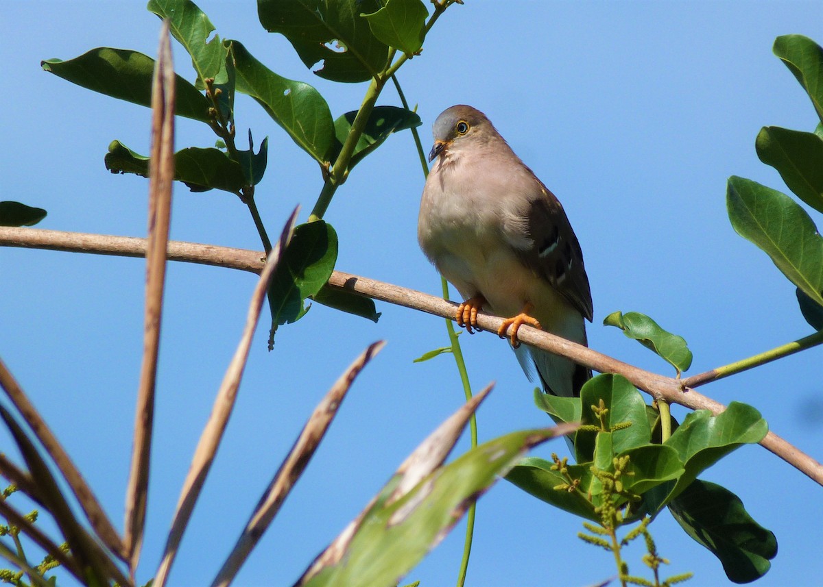 Long-tailed Ground Dove - ML476207271