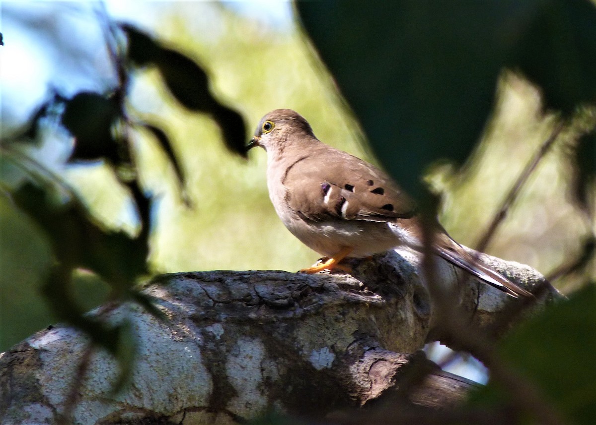 Long-tailed Ground Dove - Carlos Otávio Gussoni