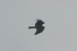 Black Kite - ML47620901