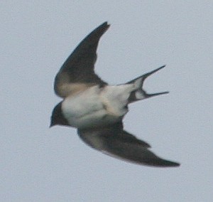 Barn Swallow - ML47620941
