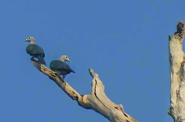 Green Imperial-Pigeon - ML476210231