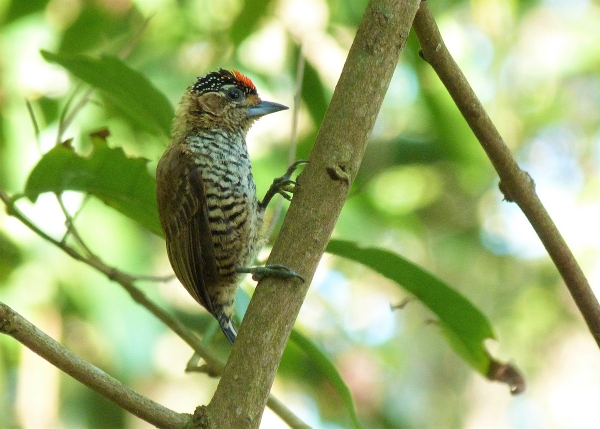 new world piculet sp. - ML476210391