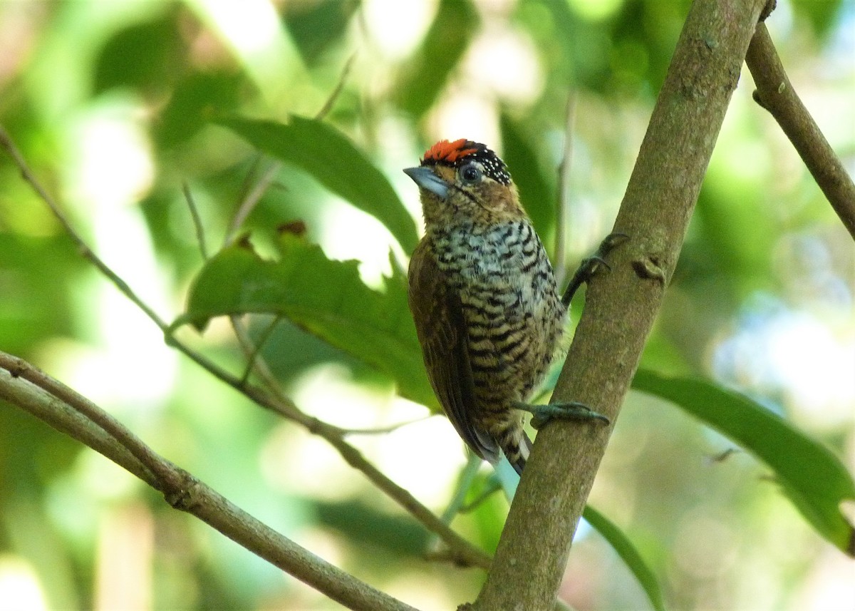 new world piculet sp. - ML476210401