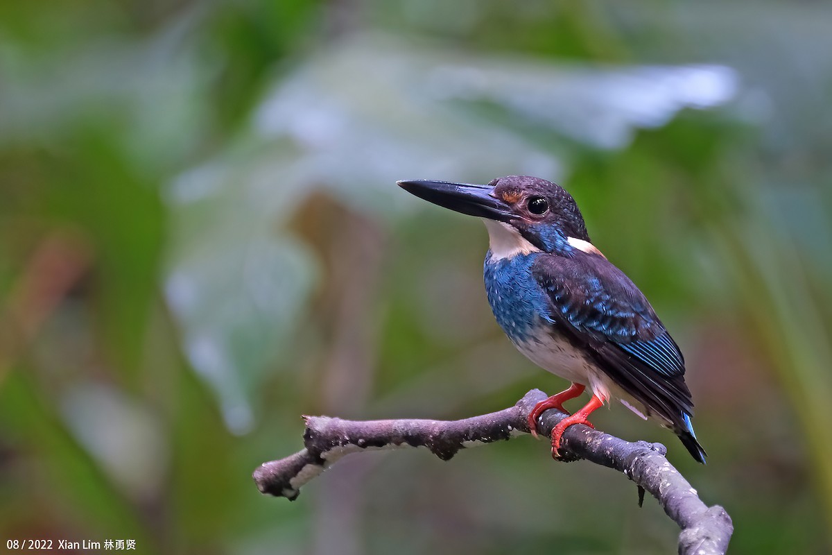 Malaysian Blue-banded Kingfisher - lim ying hien
