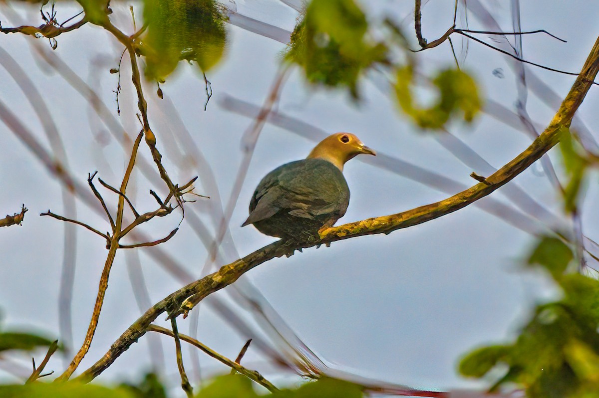 Green Imperial-Pigeon - ML476211711