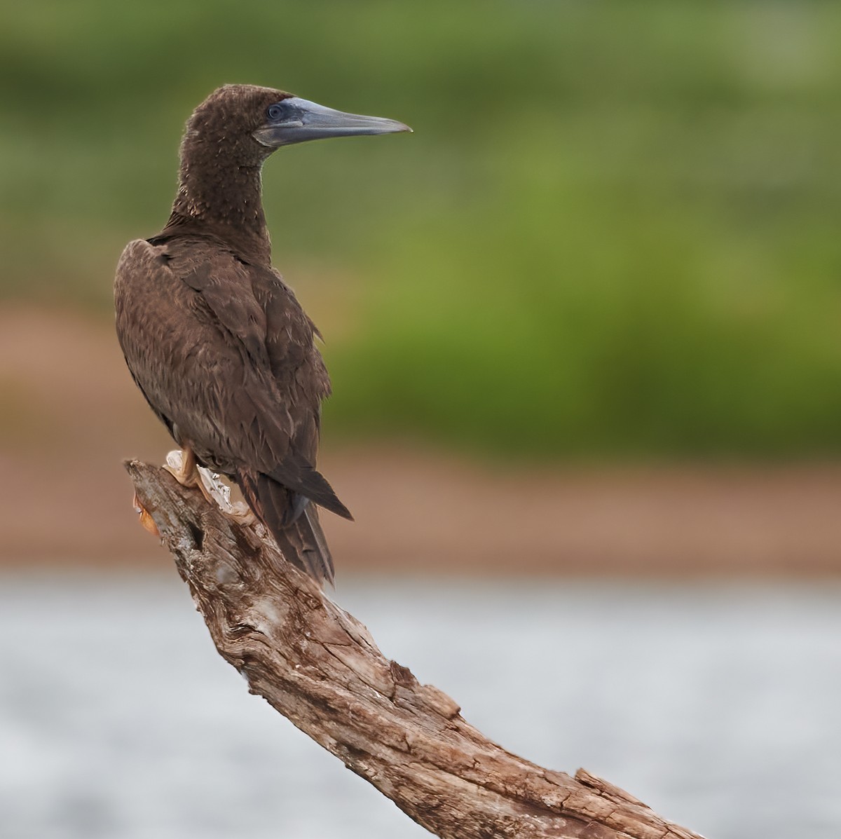 Brown Booby - ML476211891