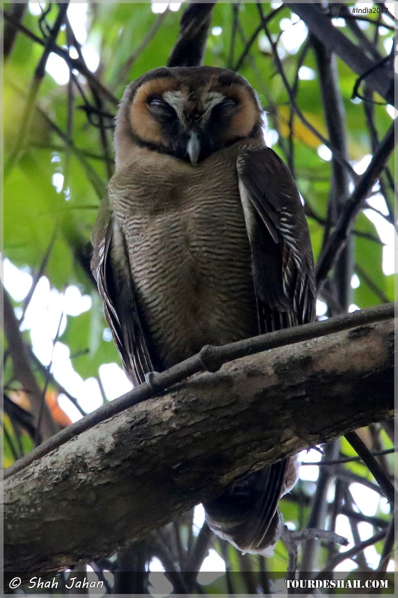 Brown Wood-Owl - ML47621221
