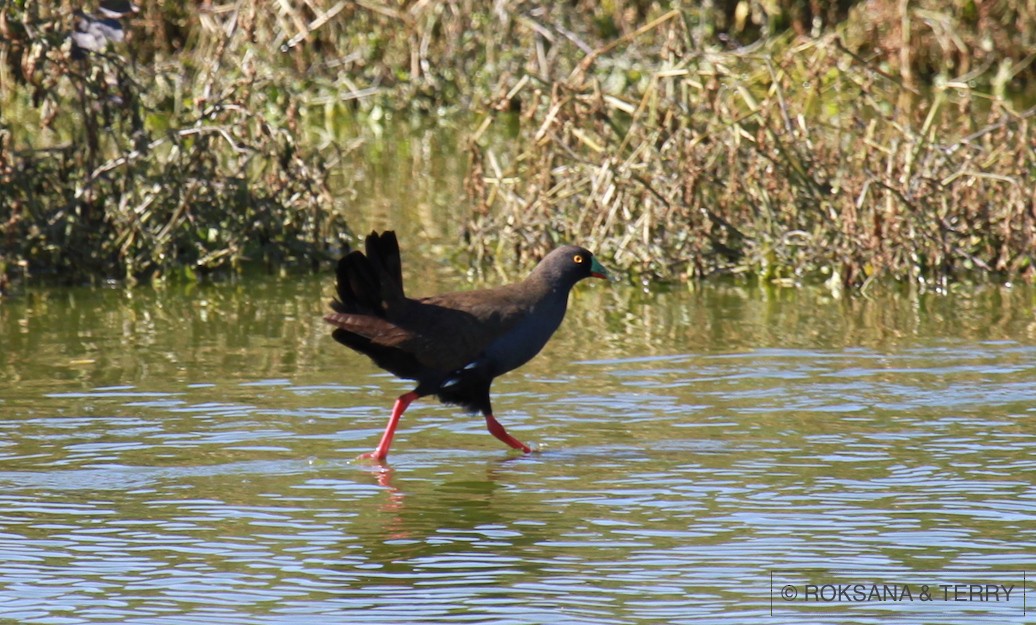 Black-tailed Nativehen - ML47621291