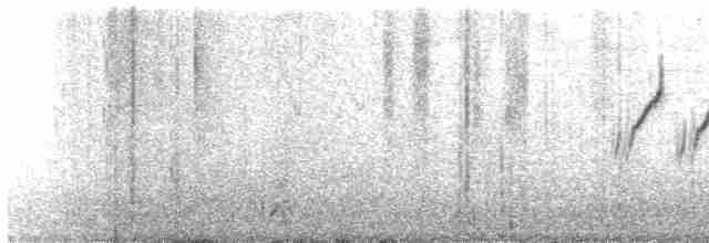 White Wagtail (Hodgson's) - ML476215871