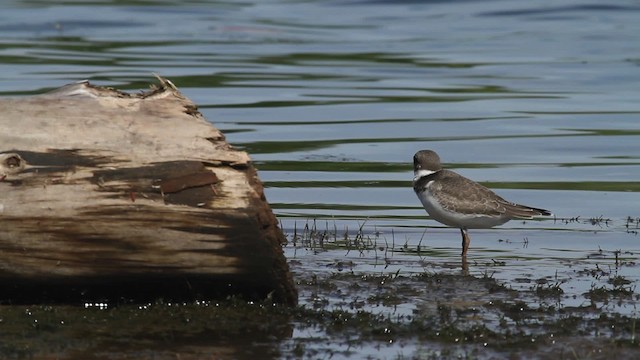 Semipalmated Plover - ML476217