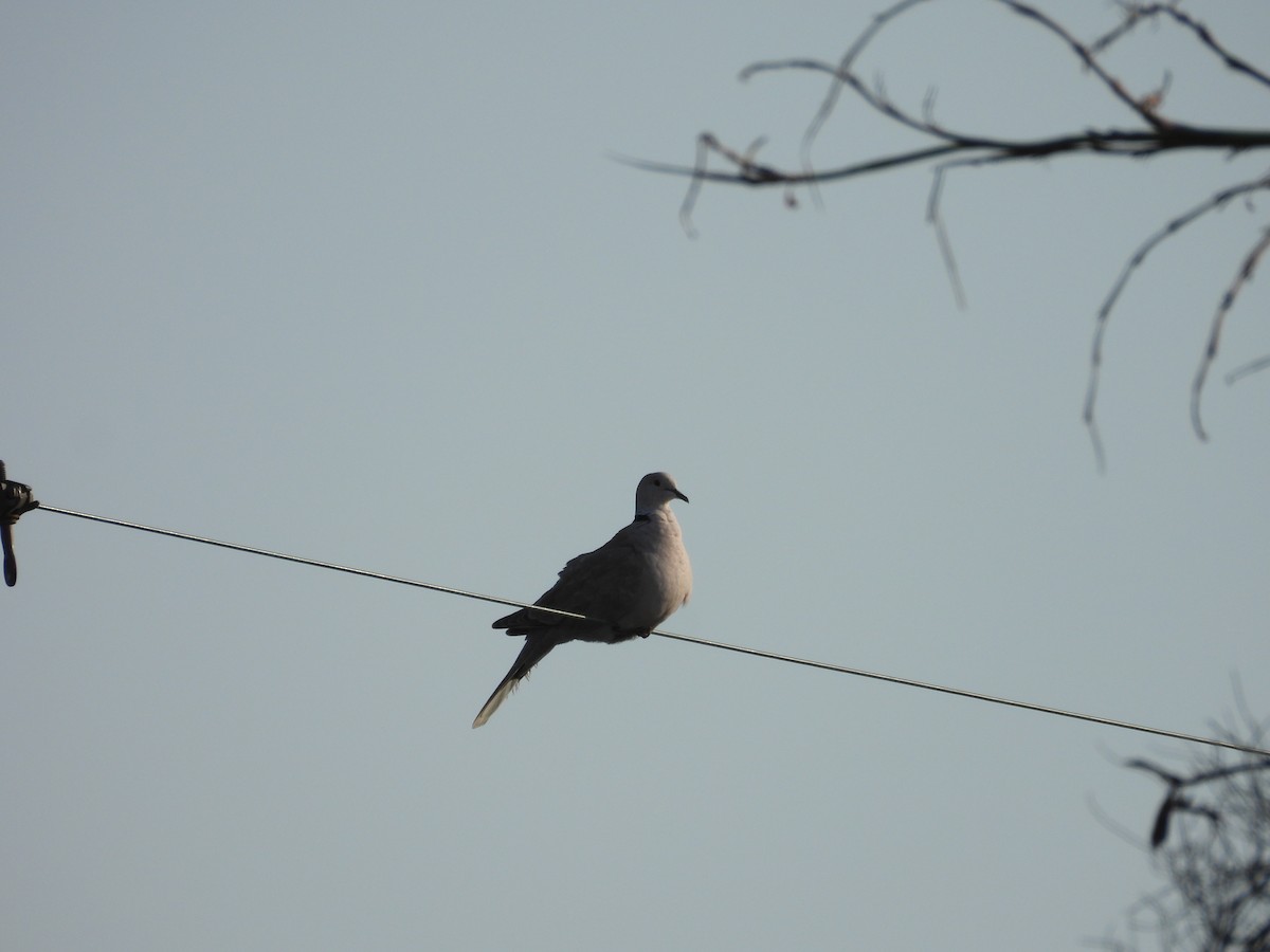 Eurasian Collared-Dove - ML476219041