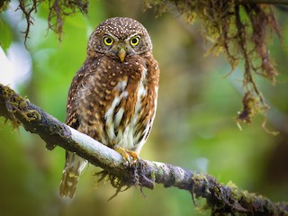  - Costa Rican Pygmy-Owl
