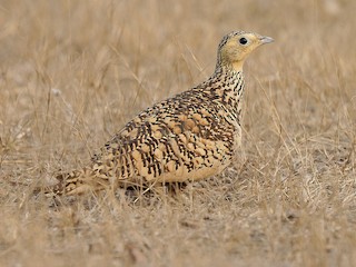  - Chestnut-bellied Sandgrouse