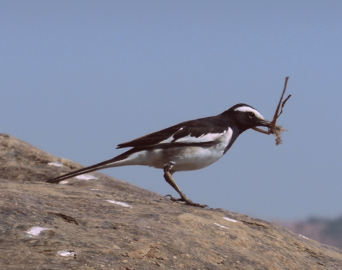 White-browed Wagtail - ML47622811