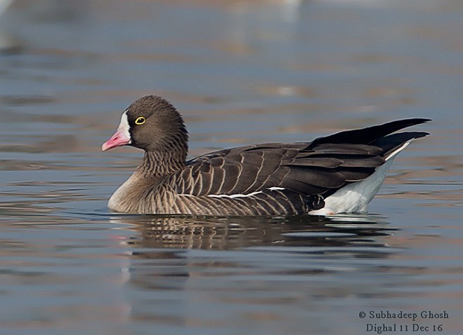 Lesser White-fronted Goose - Subhadeep Ghosh