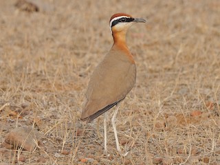  - Indian Courser