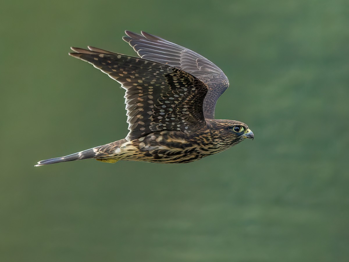 Merlin - Falco columbarius - Birds of the World