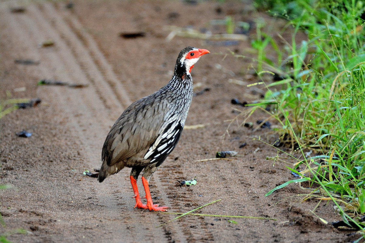 Red-necked Spurfowl - Michael Eaton
