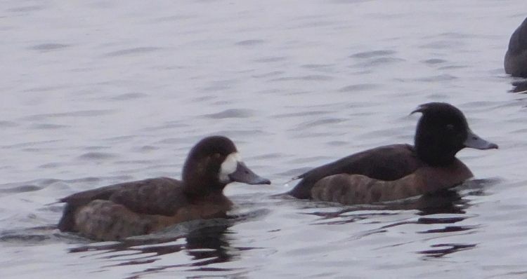 Greater Scaup - ML47623251