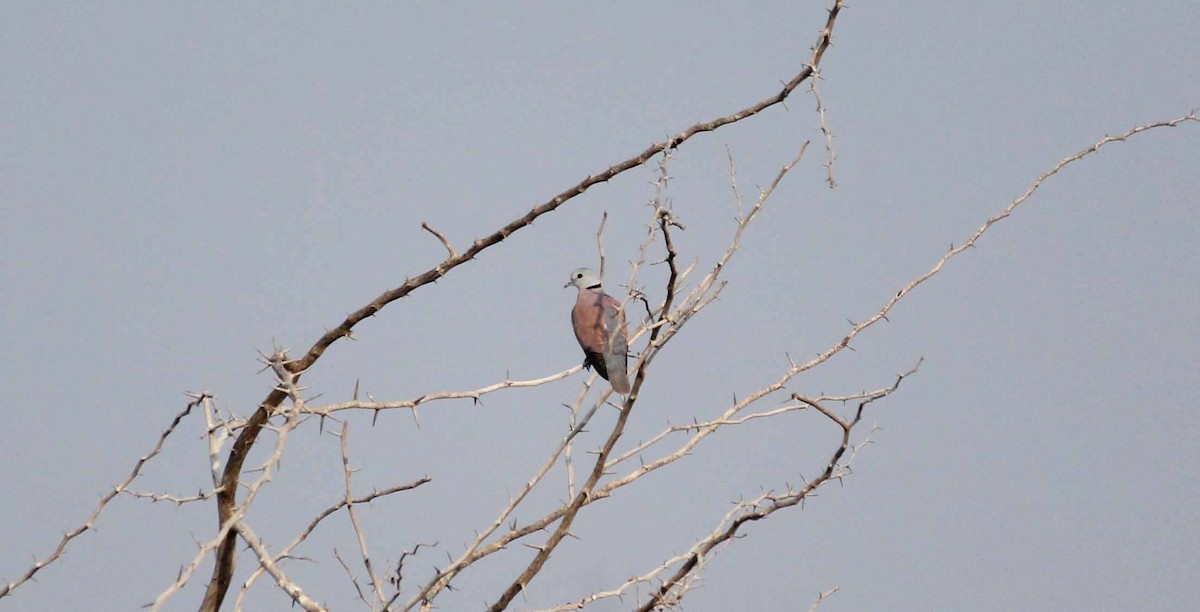 Red Collared-Dove - ML47623301