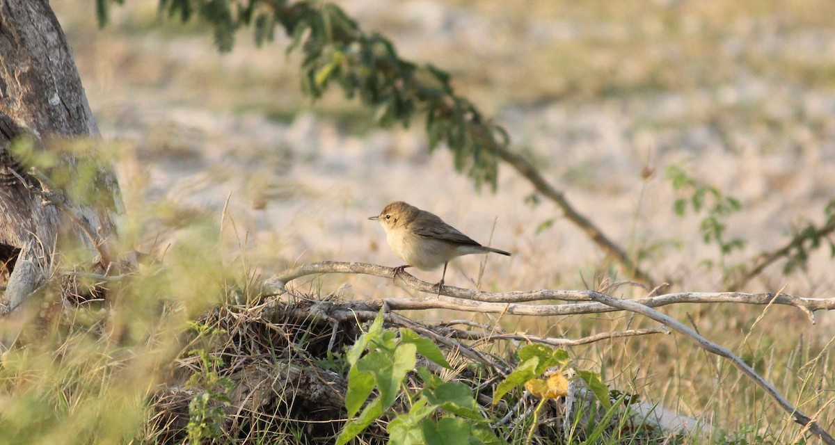 Booted Warbler - ML47623341