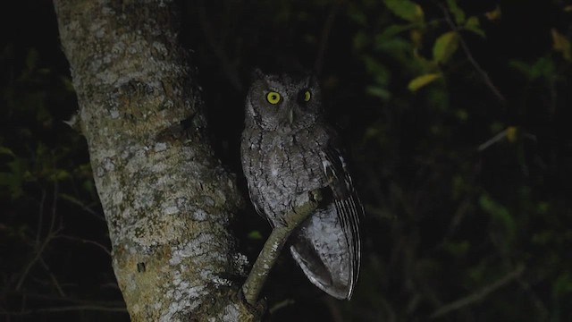Montane Forest Screech-Owl - ML476237251