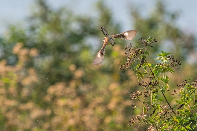 Burmese Shrike - Tom Backlund