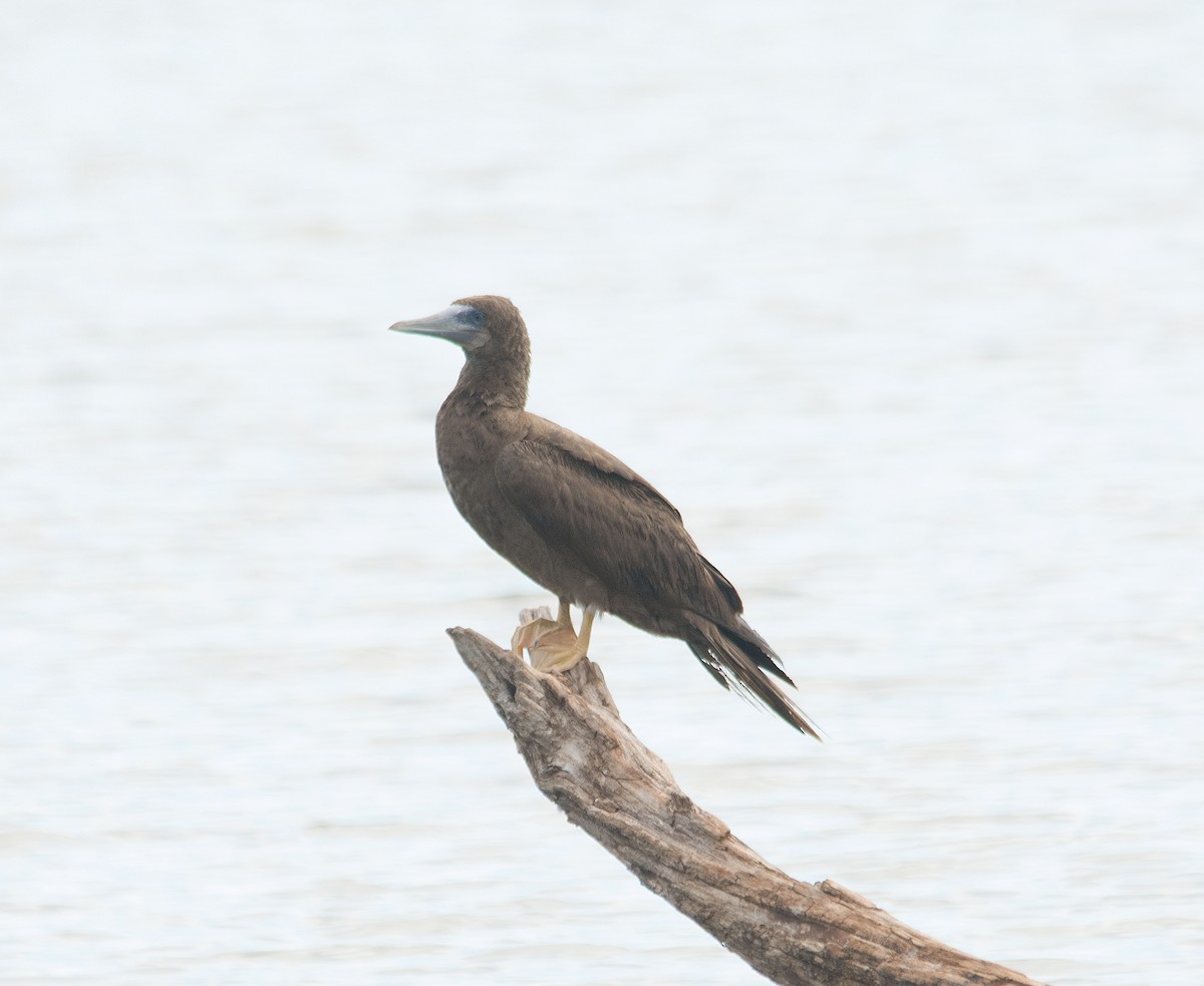Brown Booby - ML476239471