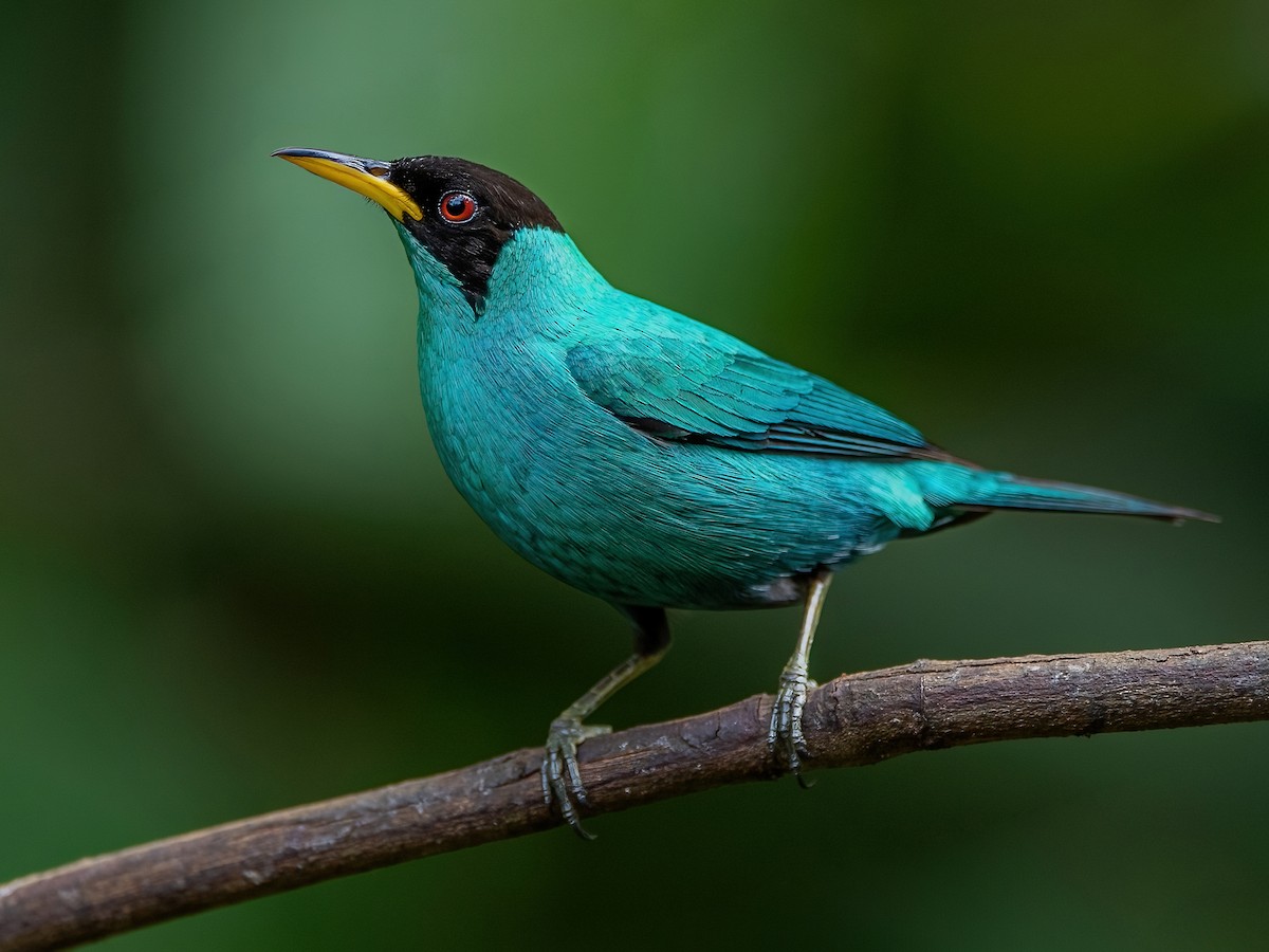 Green Honeycreeper - Chlorophanes spiza - Birds of the World