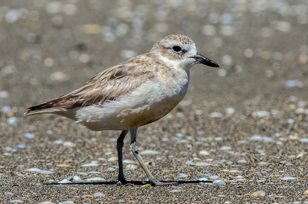 Red-breasted Dotterel (Northern) - ML47624301