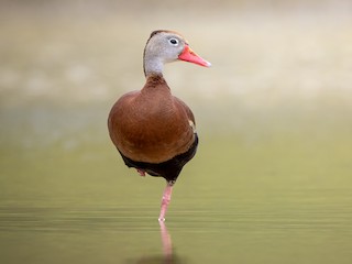  - Black-bellied Whistling-Duck