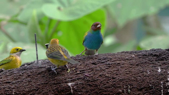 Bay-headed Tanager - ML476245361