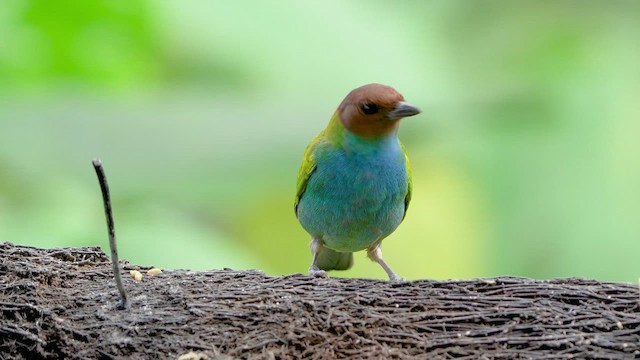 Bay-headed Tanager - ML476245371