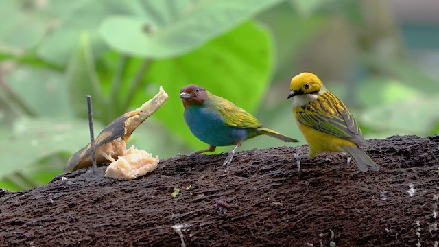 Bay-headed Tanager - ML476245391