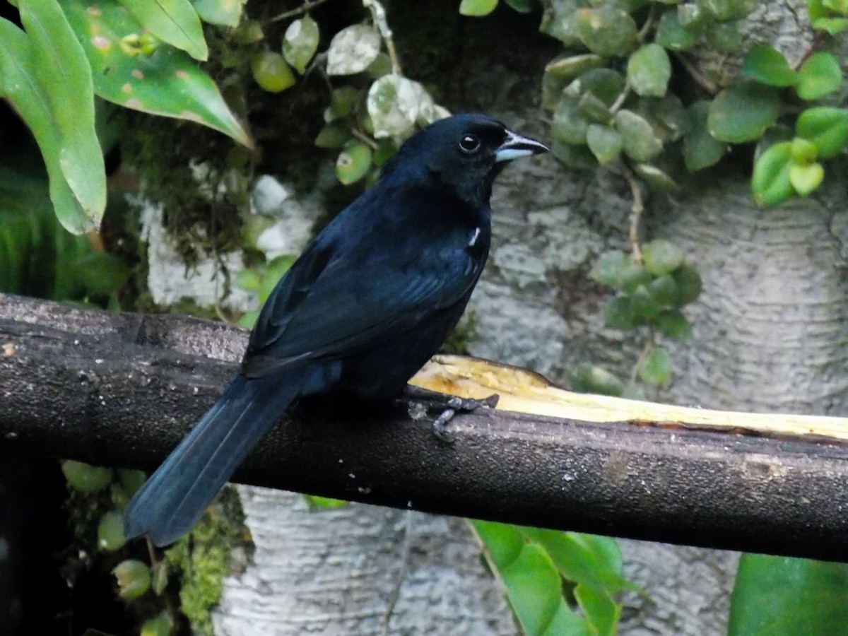 White-lined Tanager - ML476249321