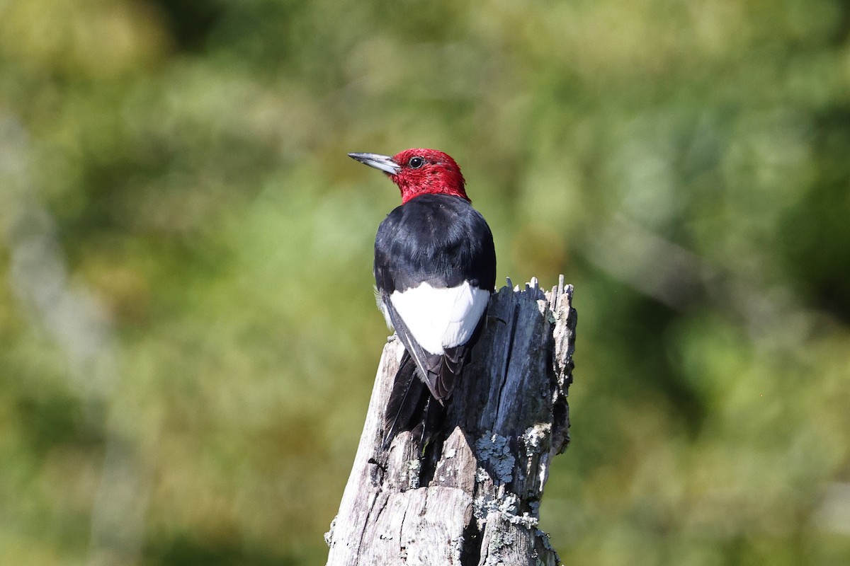 Red-headed Woodpecker - Roi & Debbie Shannon