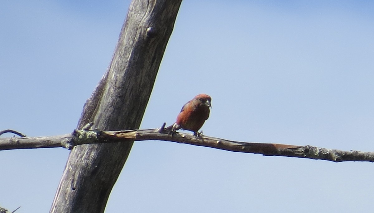 Red Crossbill (Northeastern or type 12) - ML476250491