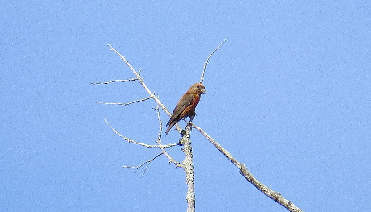 Red Crossbill (Northeastern or type 12) - ML476250591