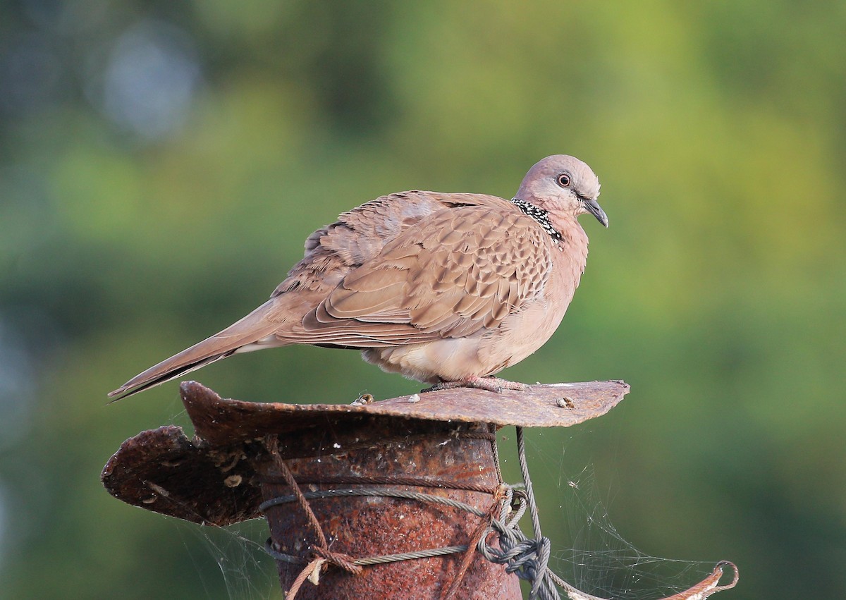Spotted Dove - ML47625251