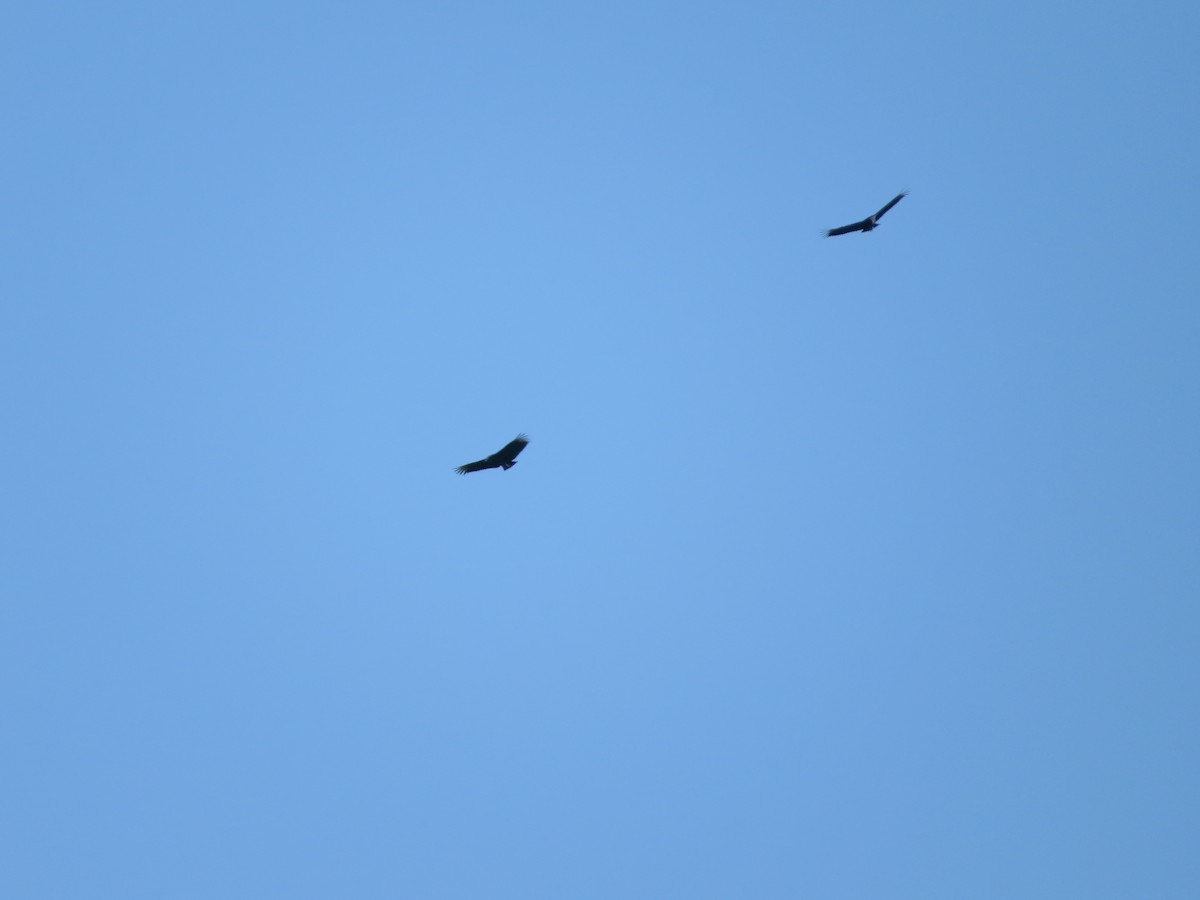 Black Vulture - ML476255801