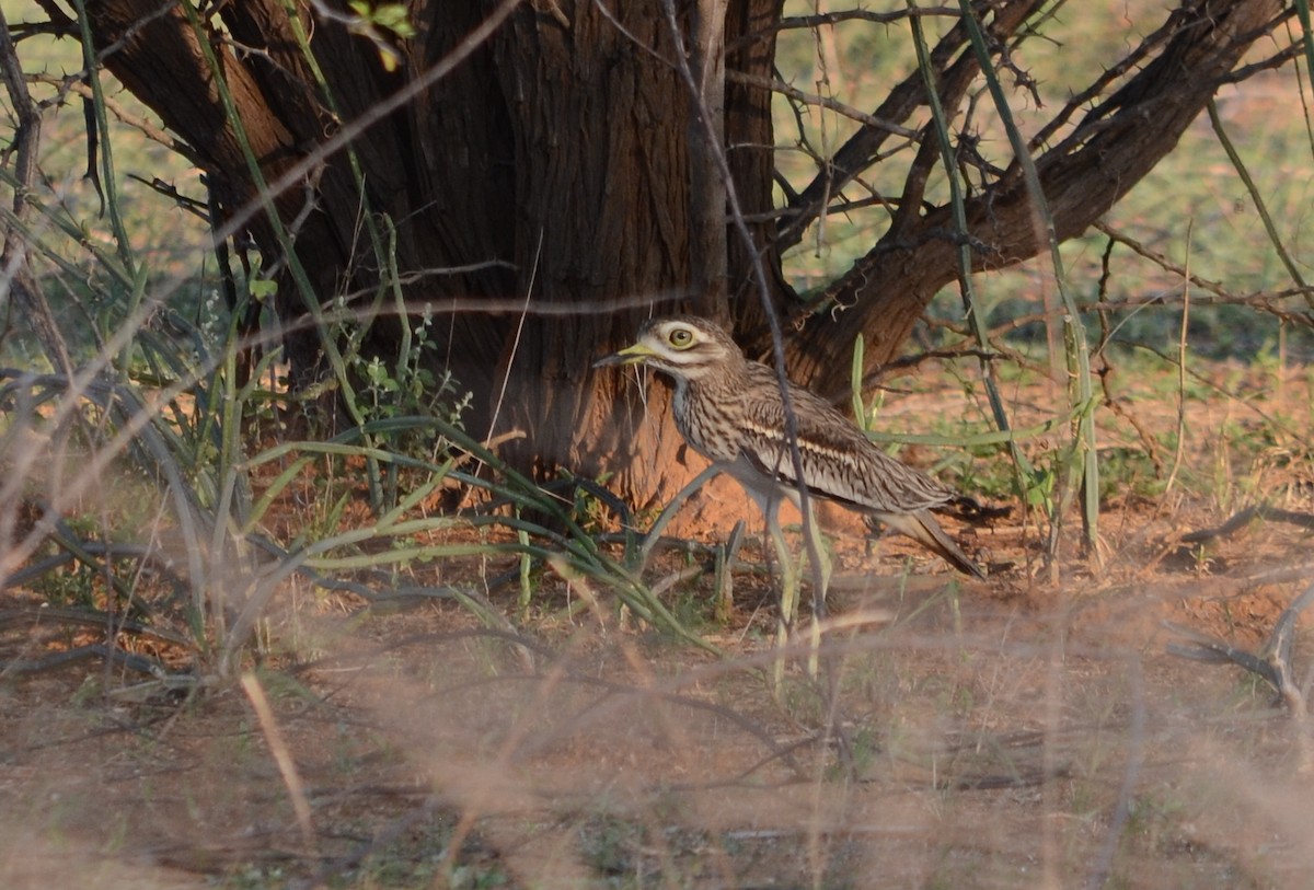 Indian Thick-knee - ML47625691