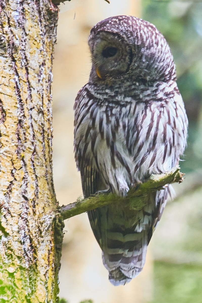 Barred Owl - ML476265471